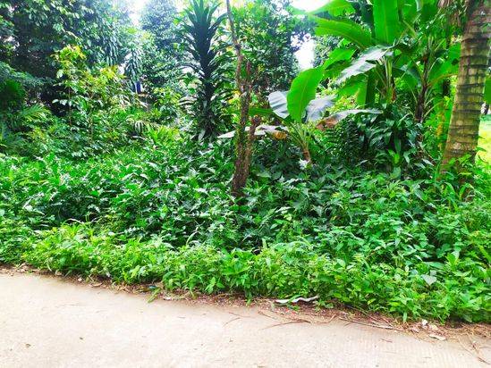 Dijual Tanah Murah Bojonggede Bogor, Hanya 1jt-an Dekat RS Sentosa