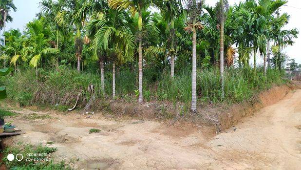 Tanah 389 m2 (3,9 tmbk) berisi Pinang Lokasi Sebelah Perumahan Kotabaru Indah Simpang Rimbo Kota Jambi