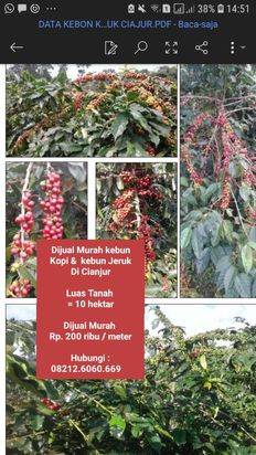 Kebun kopi dijual di cianjur murah luas 10 hektar