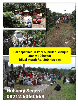 Kebun kopi dan jeruk luas 10 hektar dijual Murah di daerah Cianjur