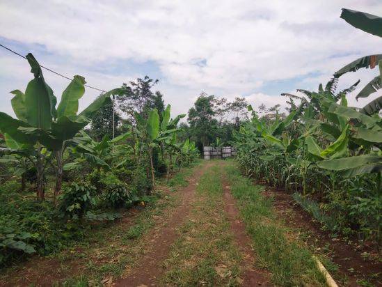 TANAH 52 HEKTAR UNTUK PERKEBUNAN/PERTANIAN PESEDESAAN SEJUK PURWAKARTA