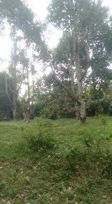 TANAH 4051 M2 ADA KEBUN DURIAN MONTONG PEDESAAN PURWAKARTA