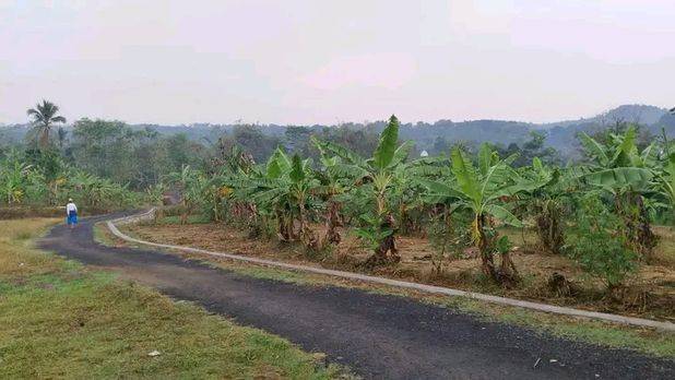 TANAH MURAH UNTUK RUMAH, KEBUN, TERNAK PEDESAAN PURWAKARTA