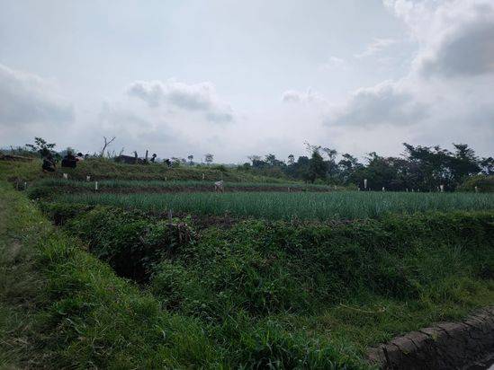 Lahan Perkebunan Subur Cocok Untuk Investasi Masa Depan Lokasi di Kota Batu
