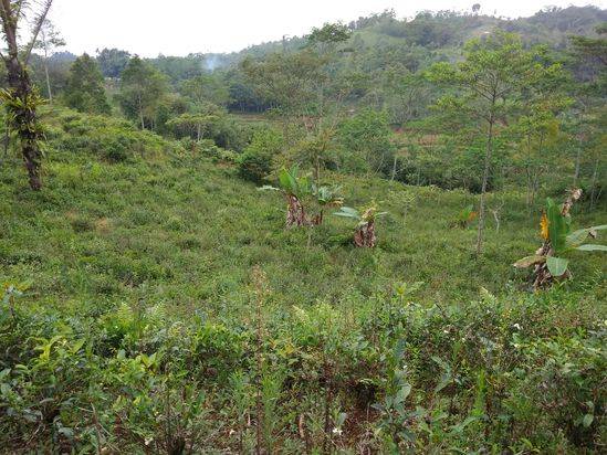 Dijual tanah kebun Produktif 