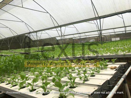 Dijual tanah Kebun Hydroponic Tamansari, Rumpin Kab. Bogor