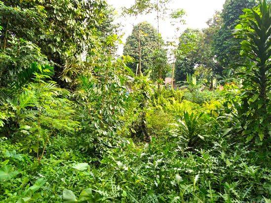 Tanah Ajb Bojonggede Murah 1 Jt-an Dekat Smpn 1 Bojonggede