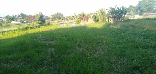 Tanah View Sawah Di Sayan Ubud Bali. Cocok Untuk Villa.