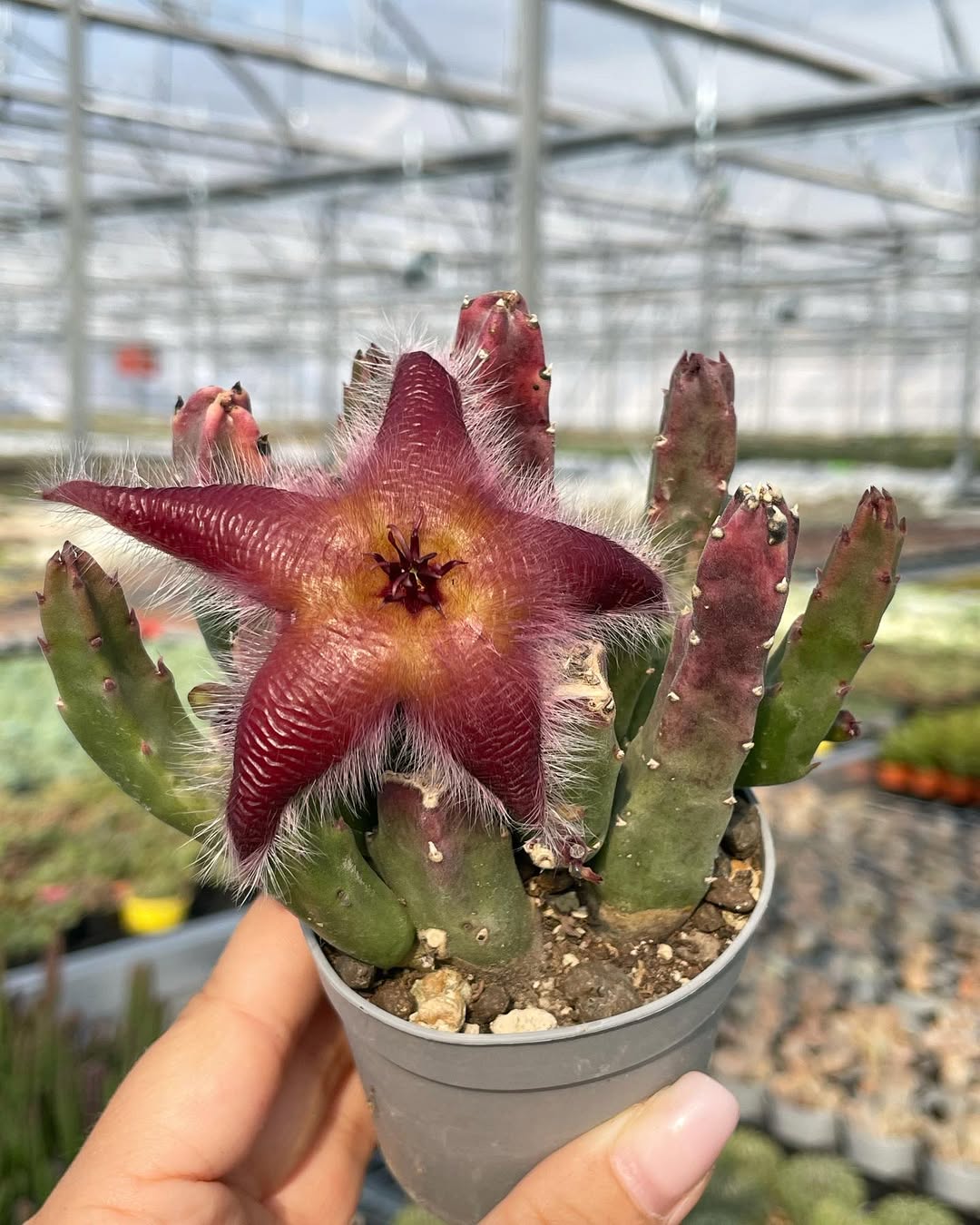 kaktus mini hias, stapelia grandiflora