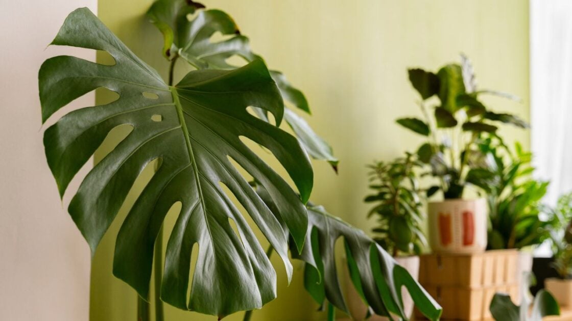 6 Desain Kamar Tidur dengan Tanaman Monstera 6 Desain Kamar Tidur dengan Tanaman Monstera