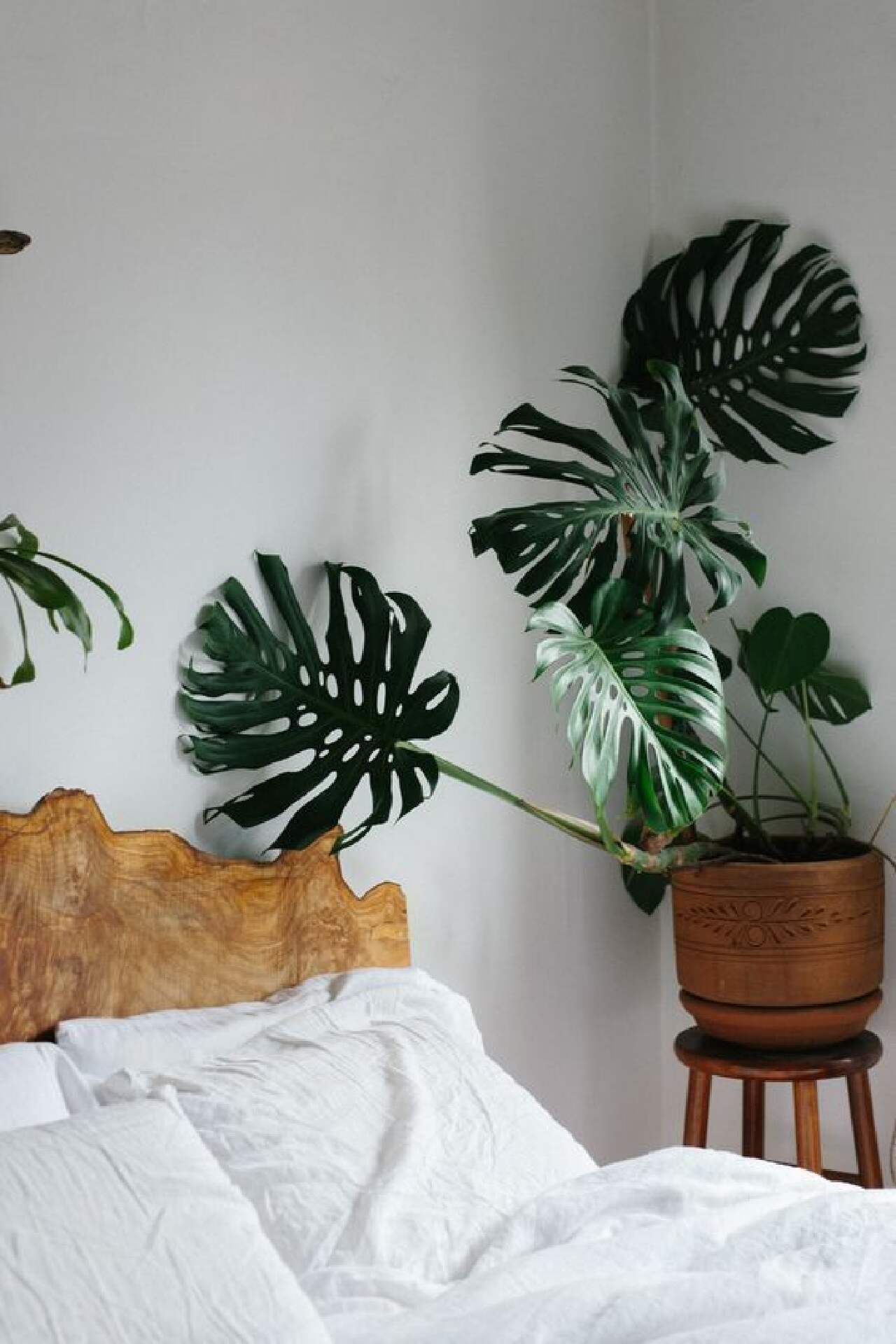 tanaman monstera samping tempat tidur