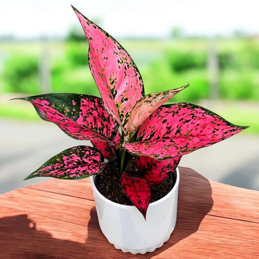 Aglaonema