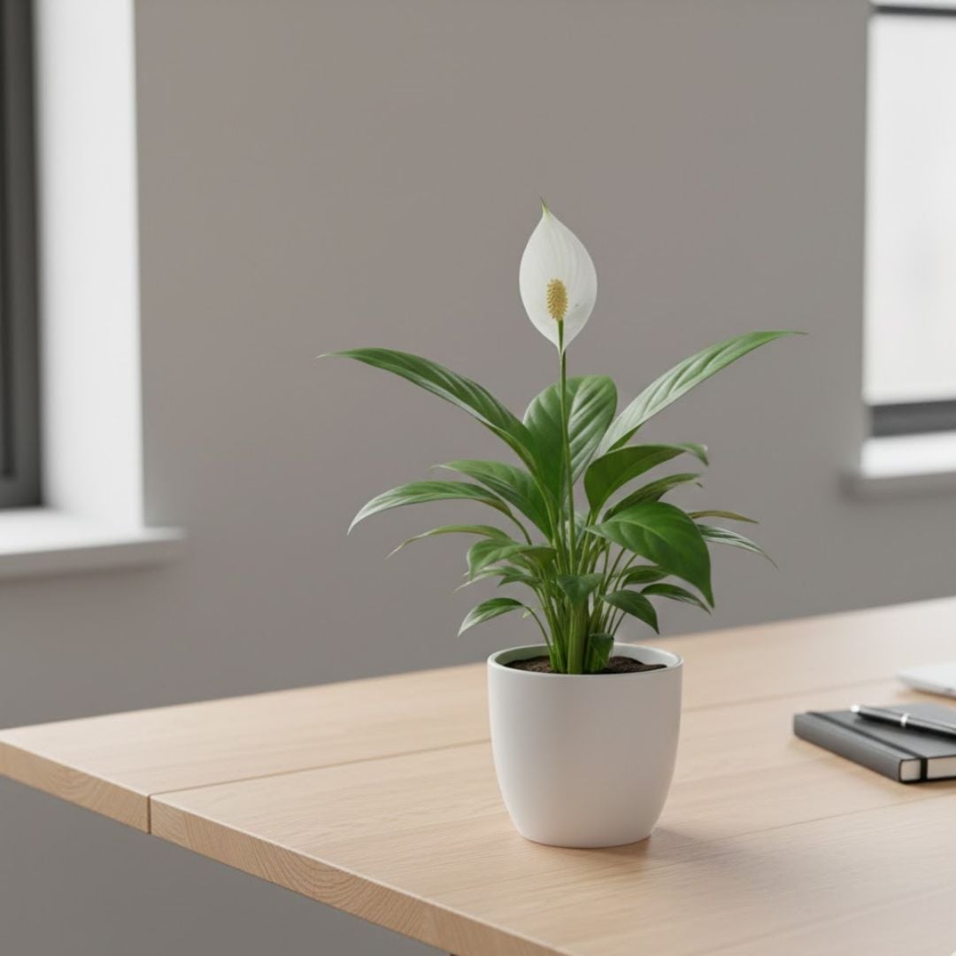 4. Peace Lily