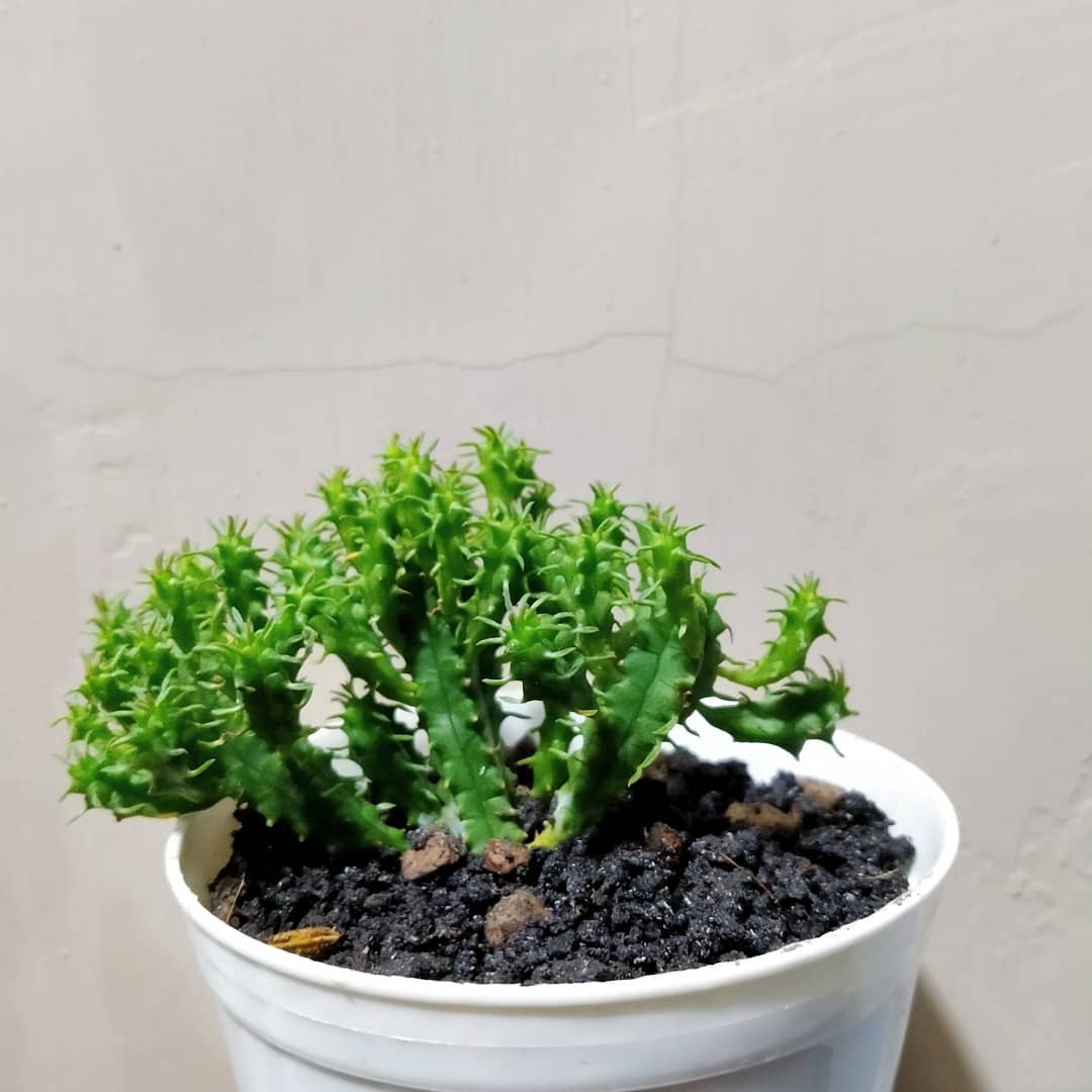 Euphorbia submamilaris
