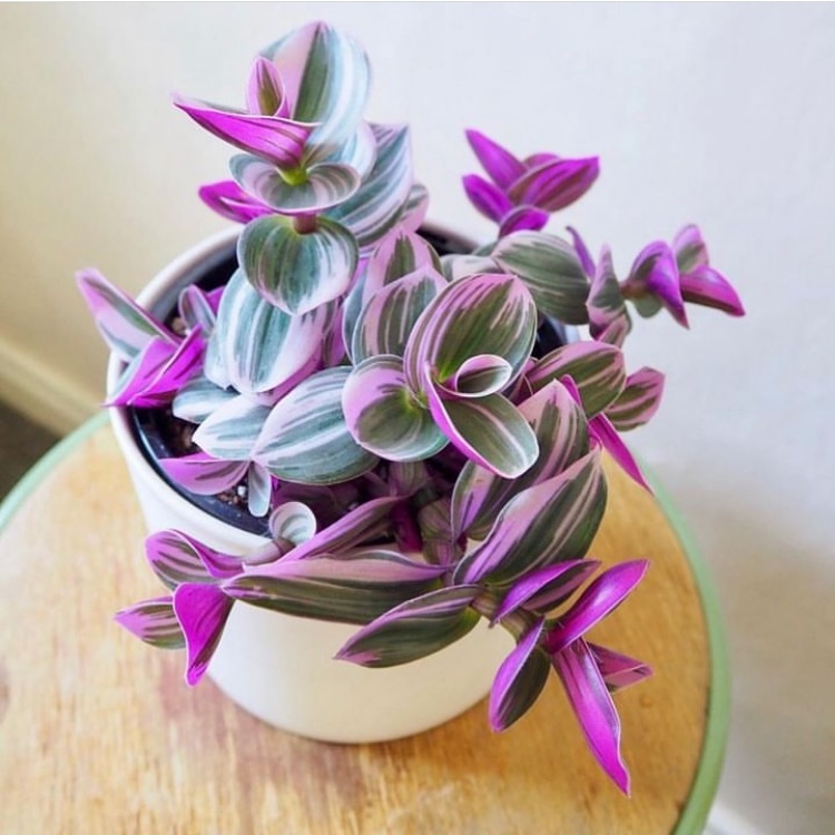 tanaman hias murah, tradescantia