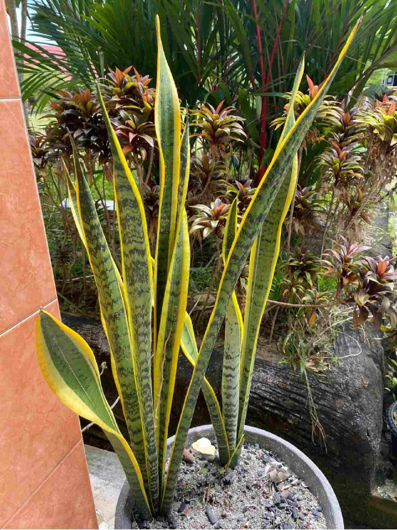 Lidah Mertua