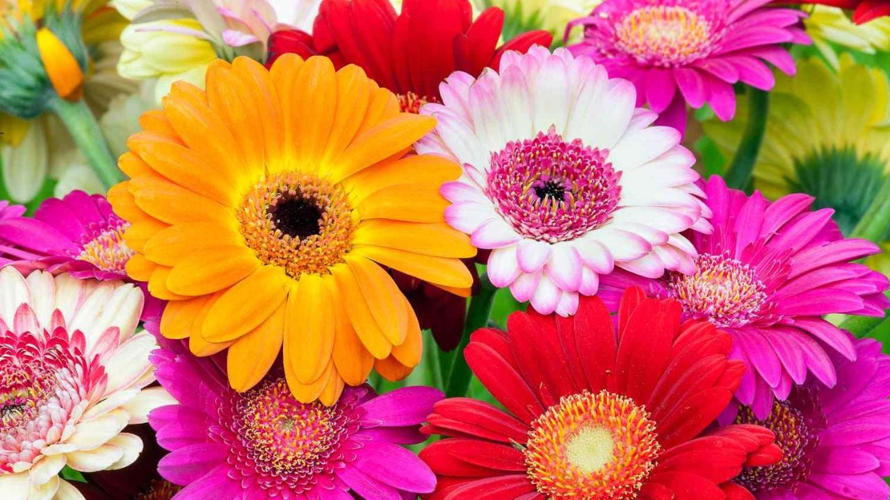 bunga Gerbera