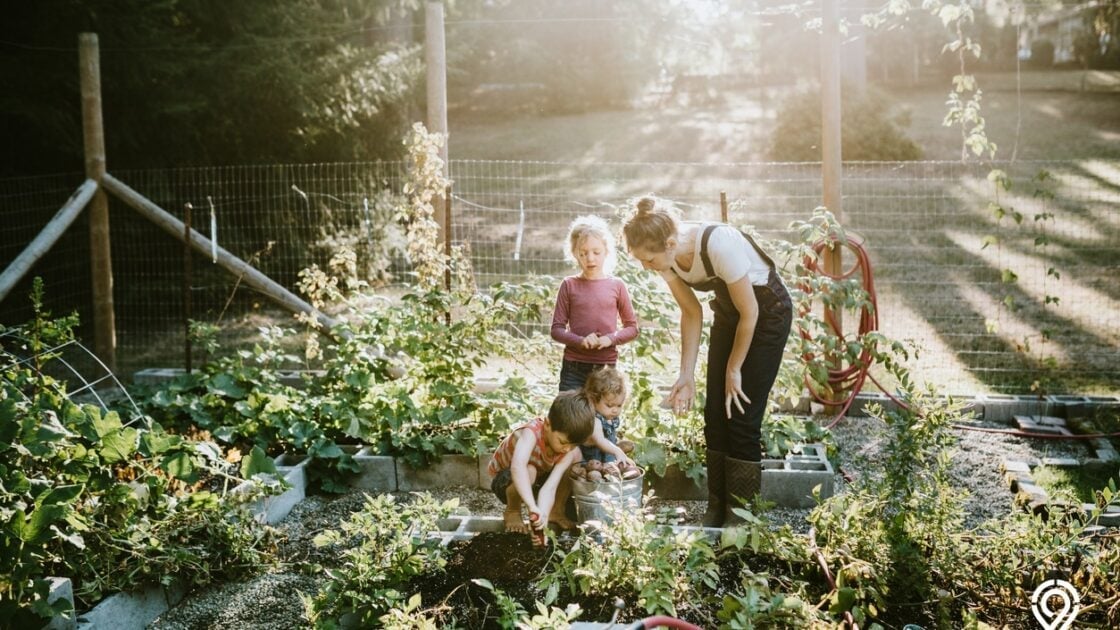 5 Langkah Mudah Berkebun di Rumah bagi Pemula | Sayur Gratis!
