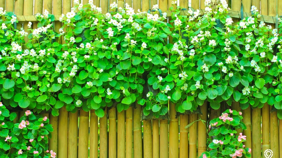 11 Contoh Model Pagar Bambu Unik dan Minimalis, Kreatif Banget!
