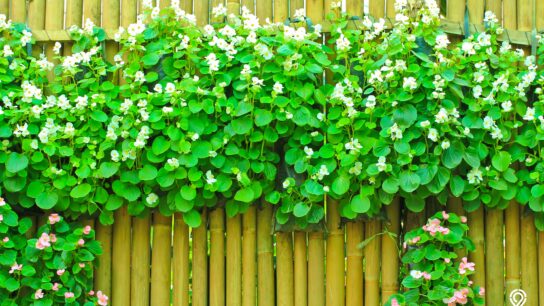 11 Contoh Model Pagar Bambu Unik dan Minimalis, Kreatif Banget!