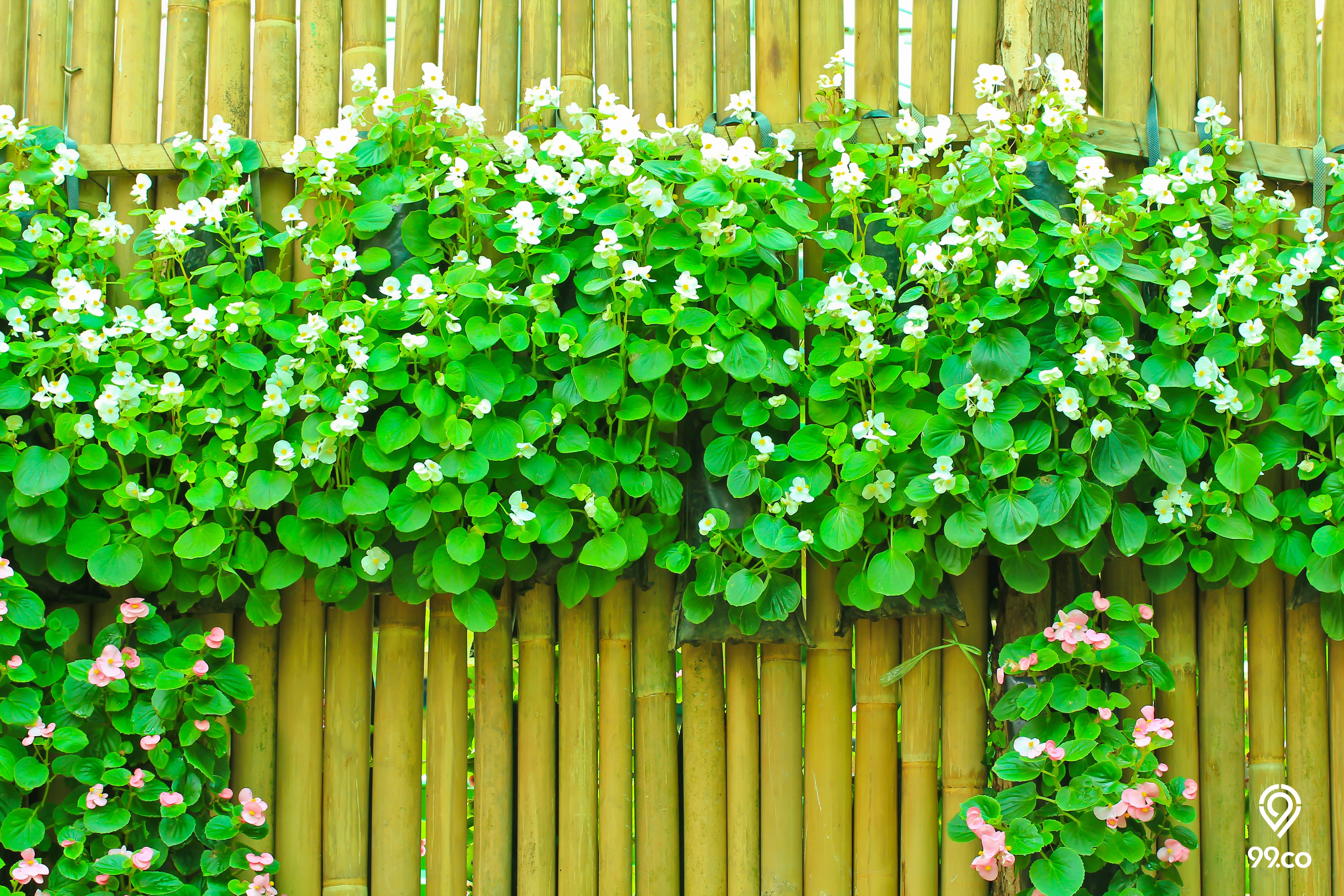 11 Contoh Model Pagar Bambu Unik dan Minimalis, Kreatif Banget!