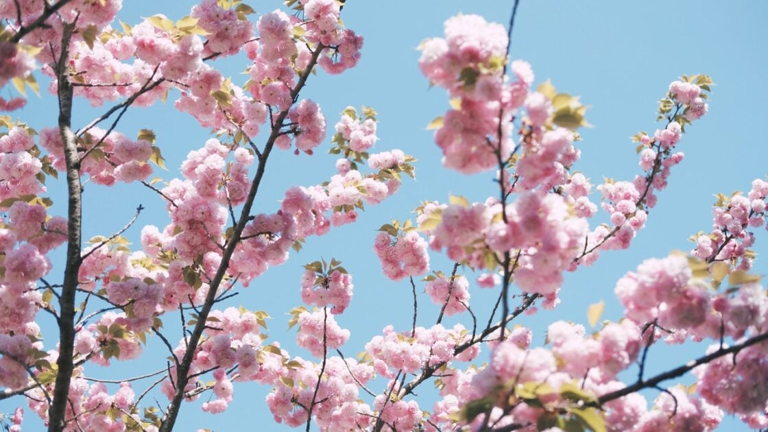 Tak Perlu Jauh Ke Jepang, Taman Sakura Kini Hadir di Indonesia! Tak Perlu Jauh Ke Jepang, Taman Sakura Kini Hadir di Indonesia!