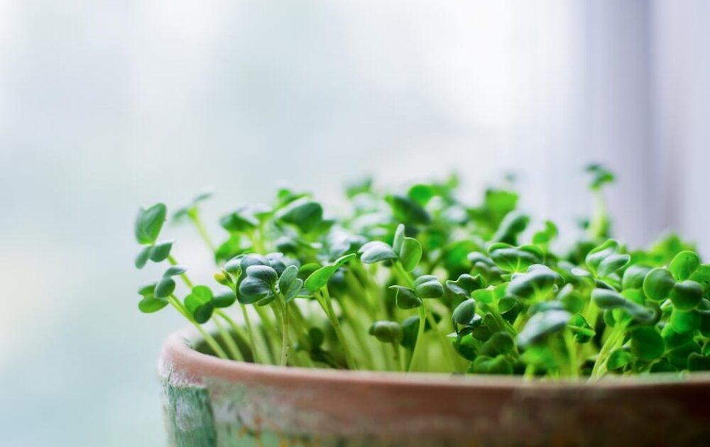 Cara Budidaya Tanaman Microgreen, Si Kecil Bernutrisi Tinggi