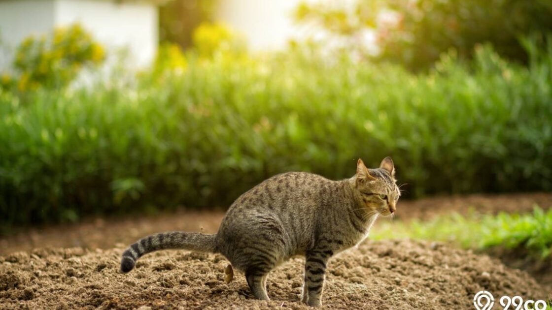 Arti Rumah Sering Diberakin Kucing menurut Islam, Pertanda Apa?