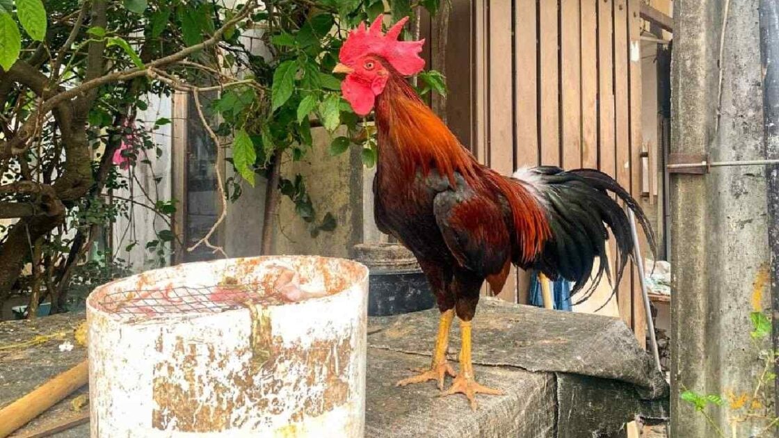 Ternyata, Ini Pertanda Ayam Masuk Rumah menurut Primbon Jawa. Benarkah Bisa Dapat Rezeki?