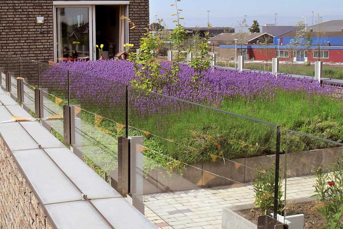 extensive green roof