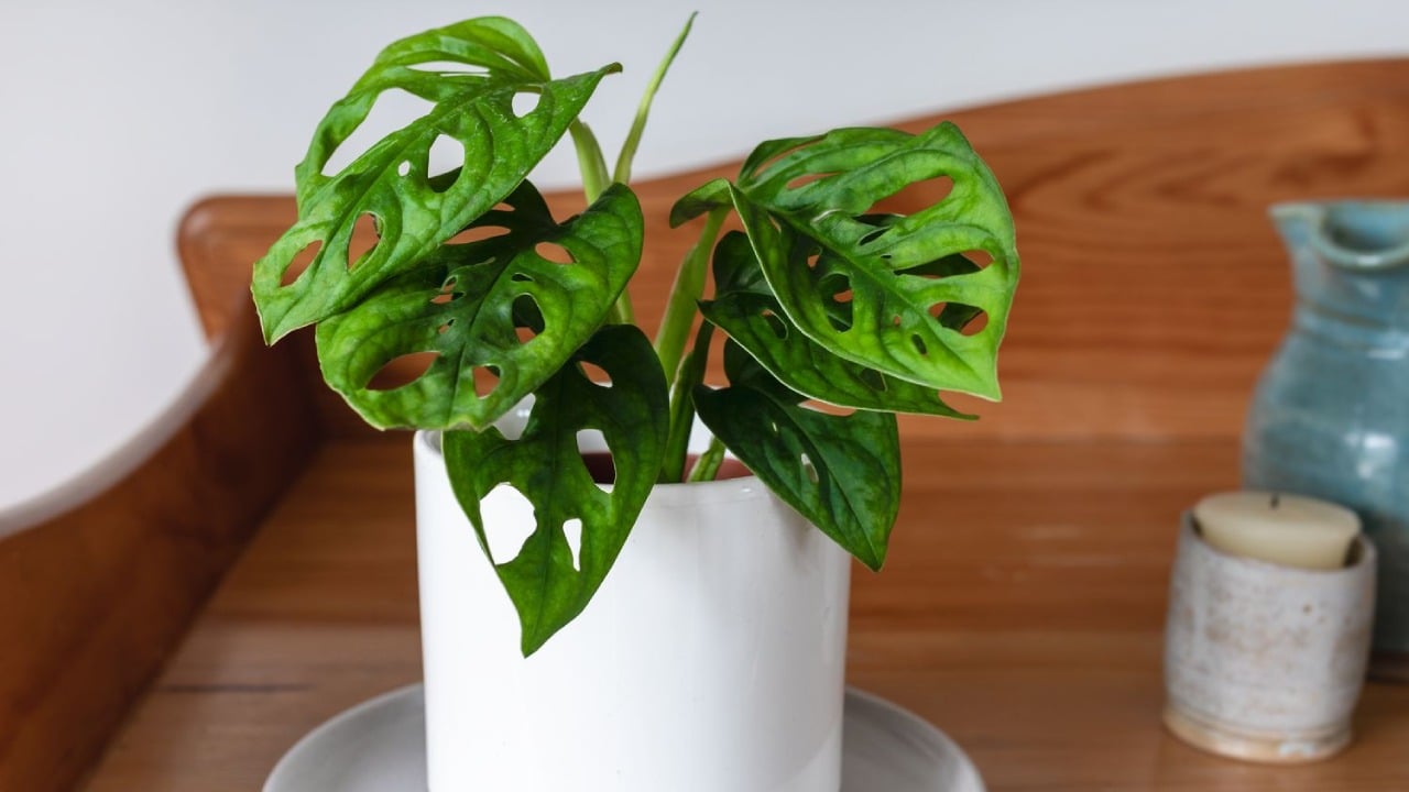 monstera jenis tanaman hias indoor