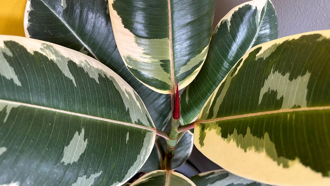 ficus elastica