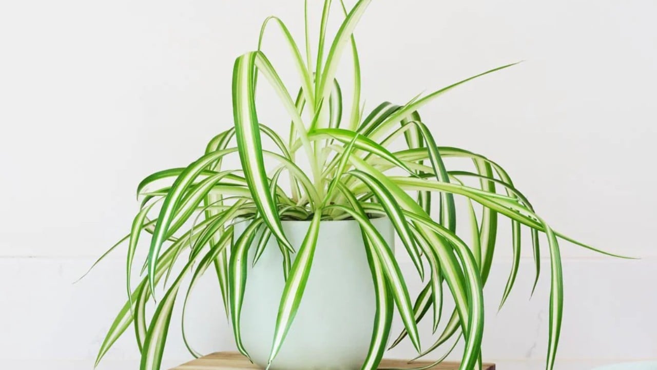 spider plant tanaman hias indoor