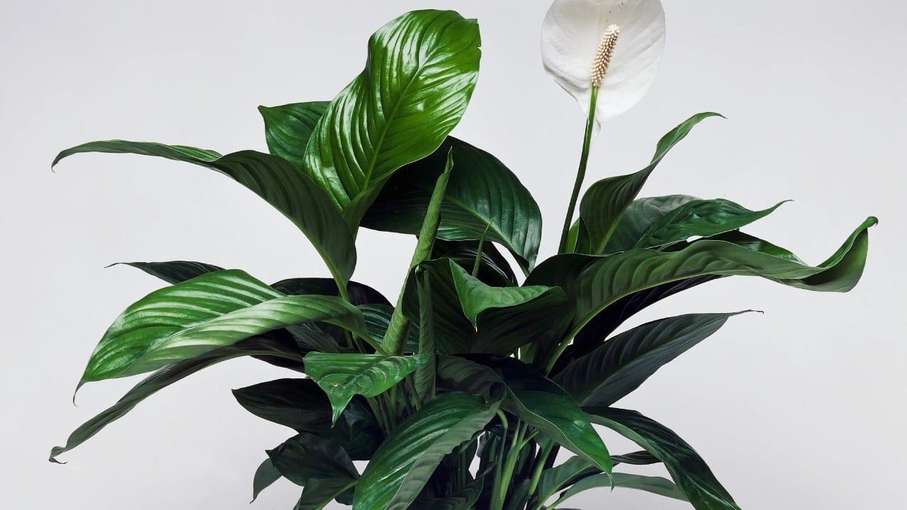 peace lilly tanaman hias