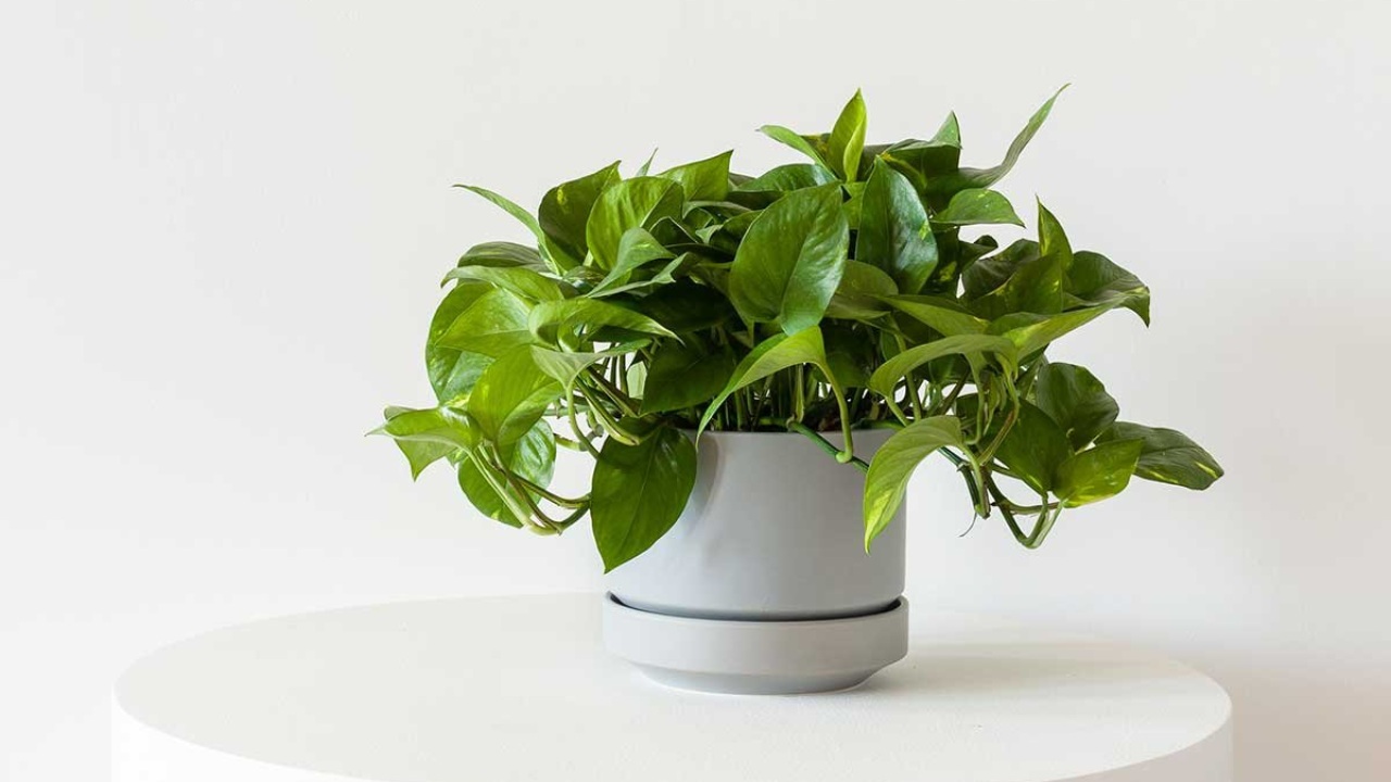 tanaman hias pothos