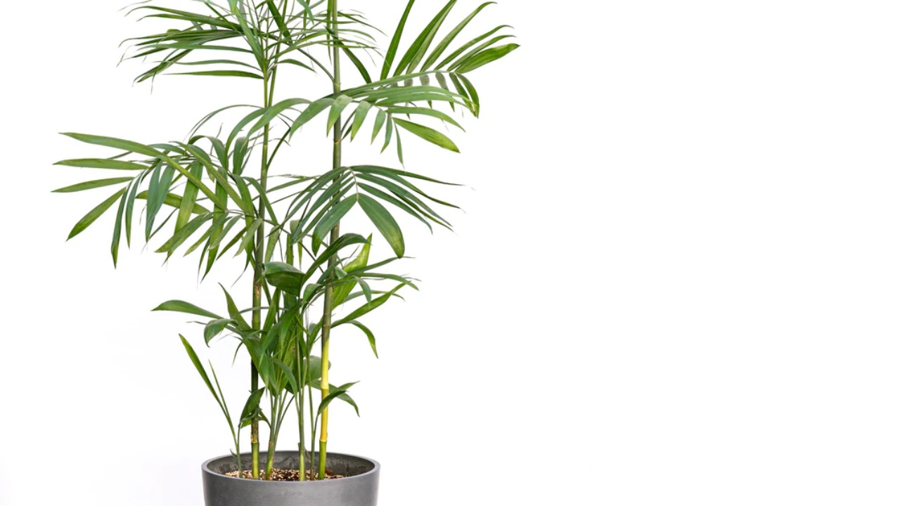 bamboo palm
