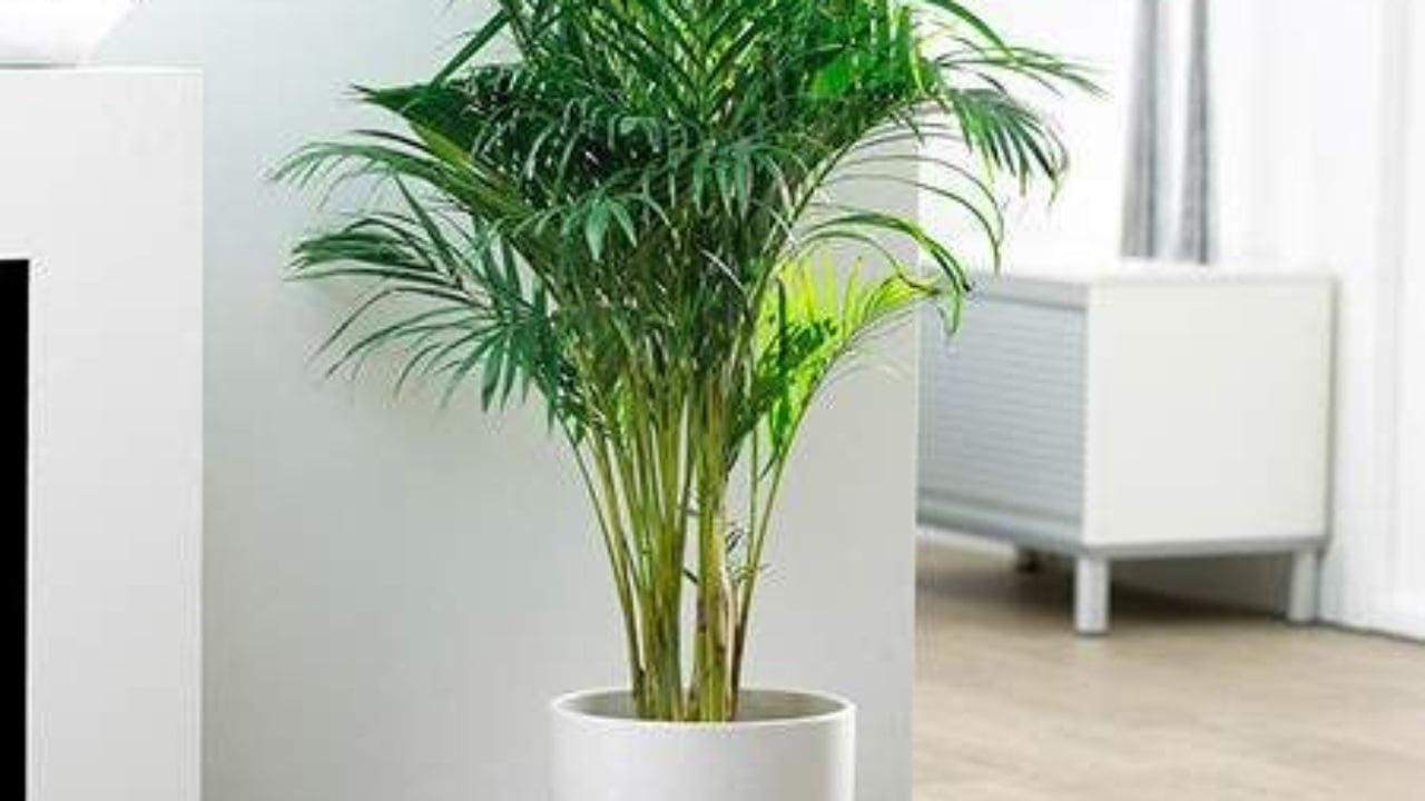 areca palm