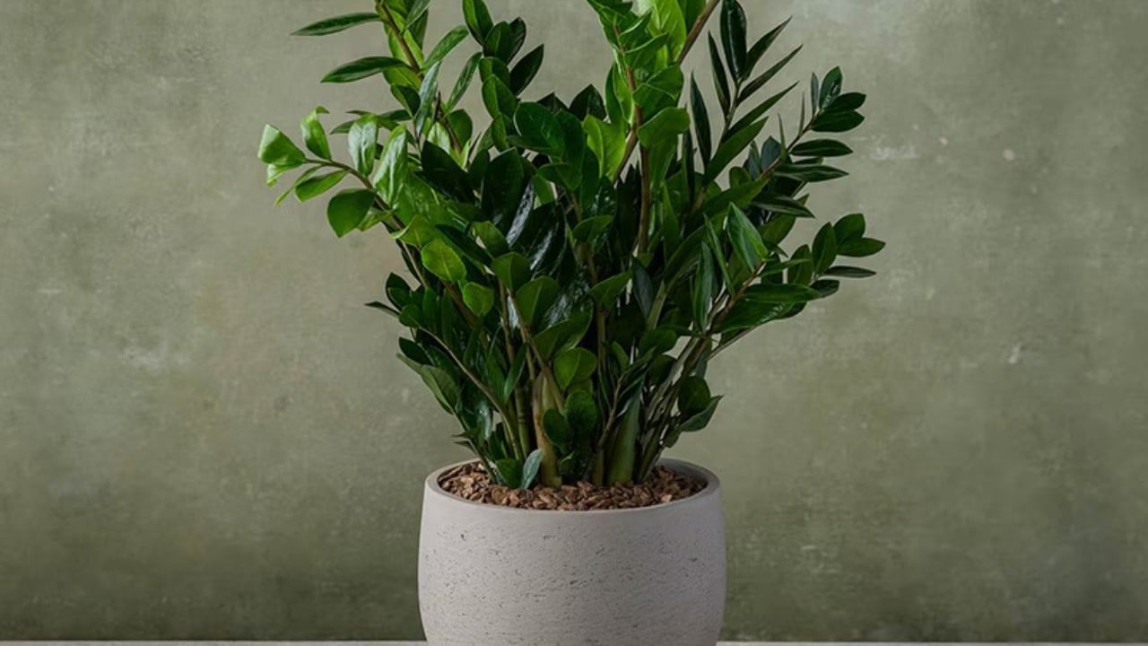 zz plant