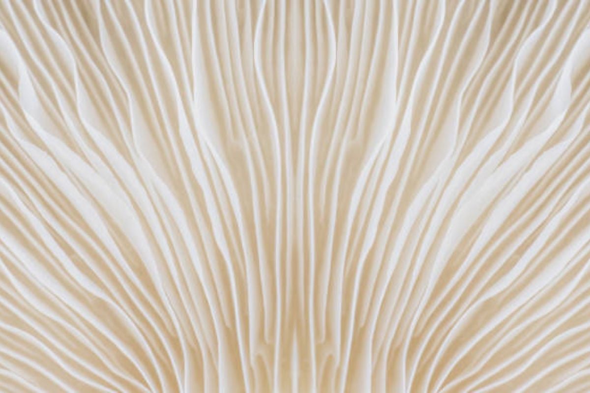 Cat Eksterior Mushroom