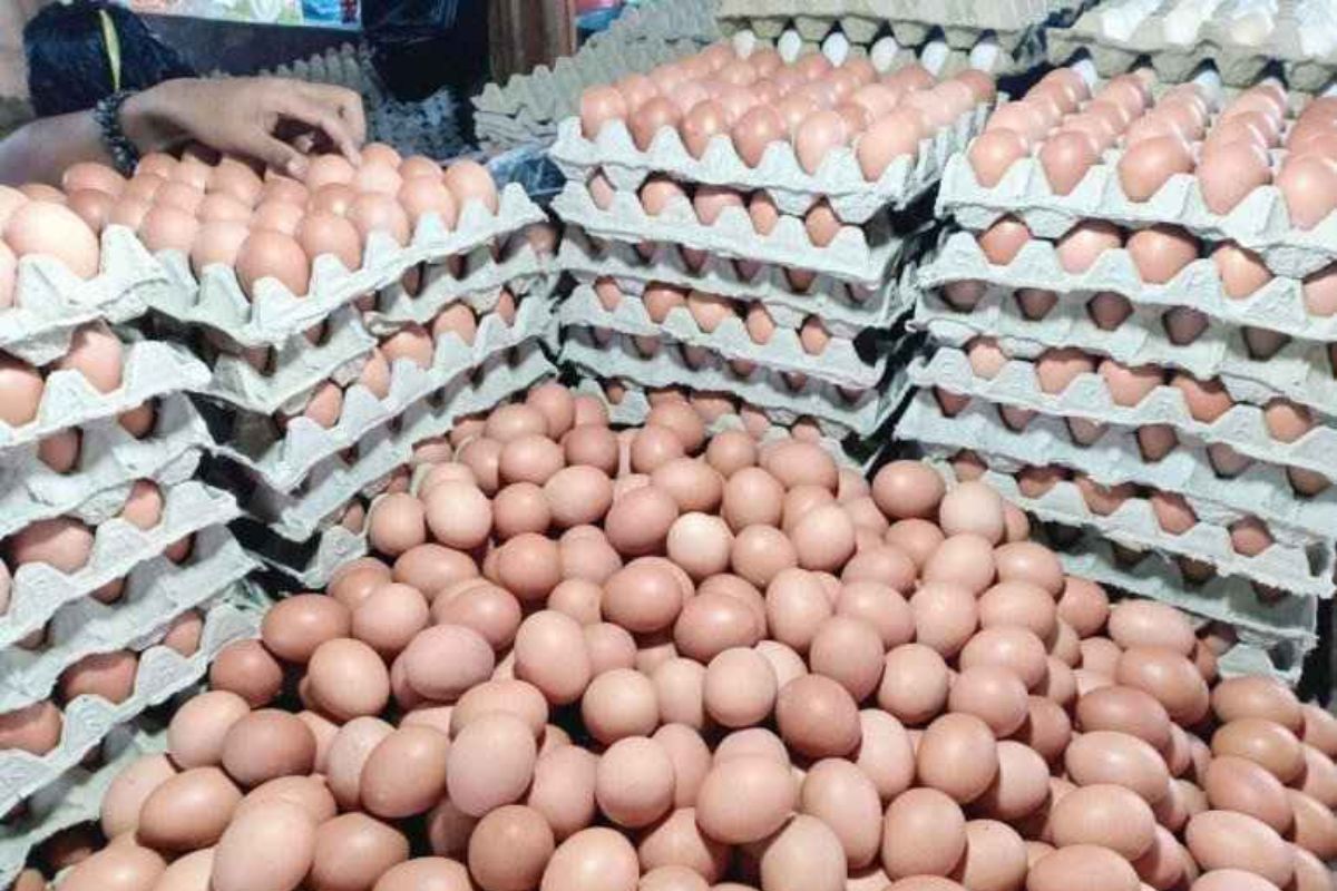 Gunakan Rak Telur