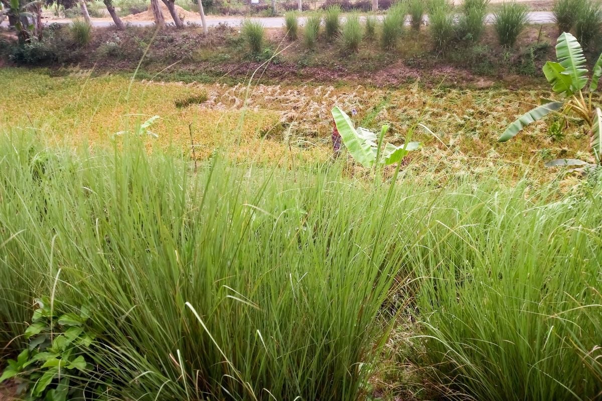 Tanaman Akar Wangi