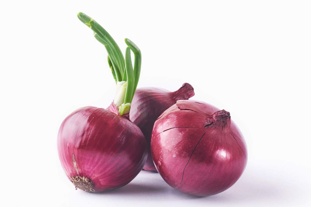 cara menghilangkan bau cat dengan bawang merah cara menghilangkan bau cat dengan bawang merah