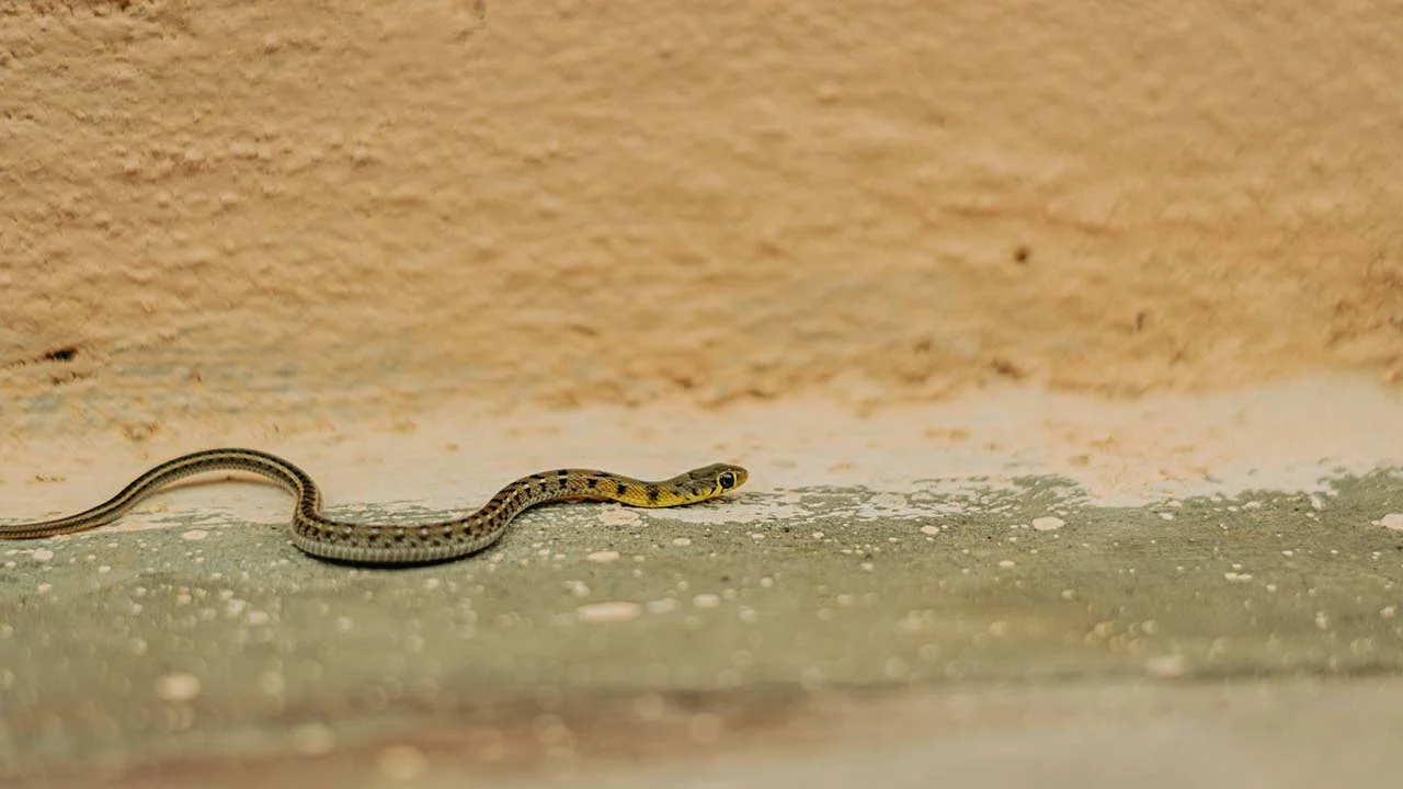 ular masuk ke dalam rumah
