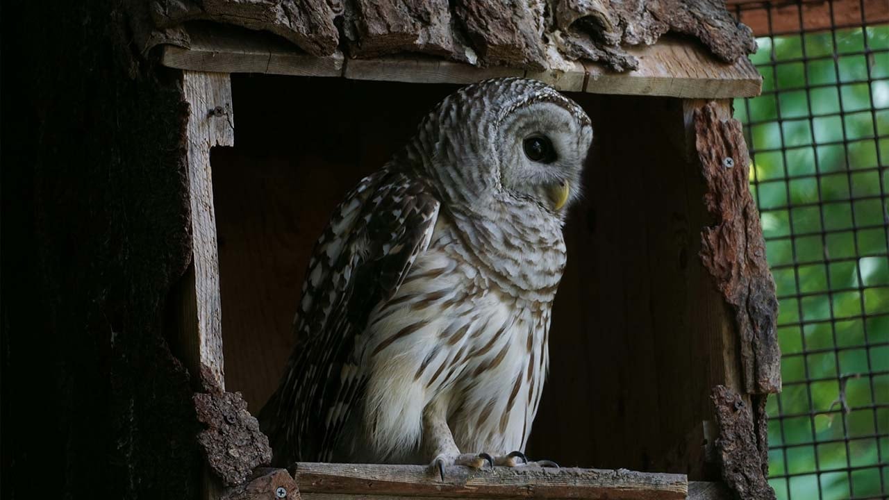 mitos burung hantu masuk rumah pertanda apa