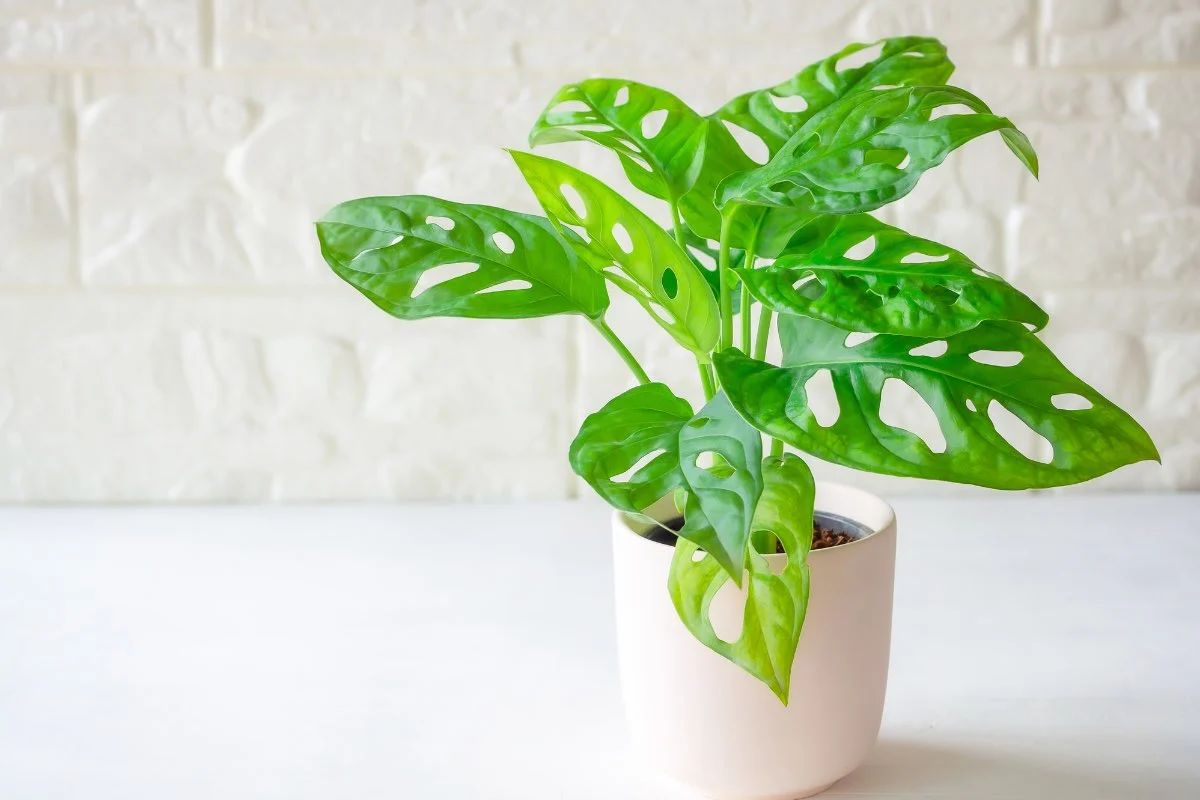Monstera adansonii