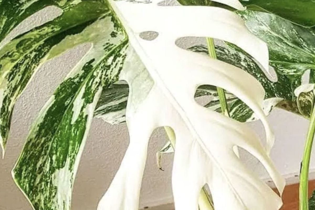Monstera deliciosa variegata