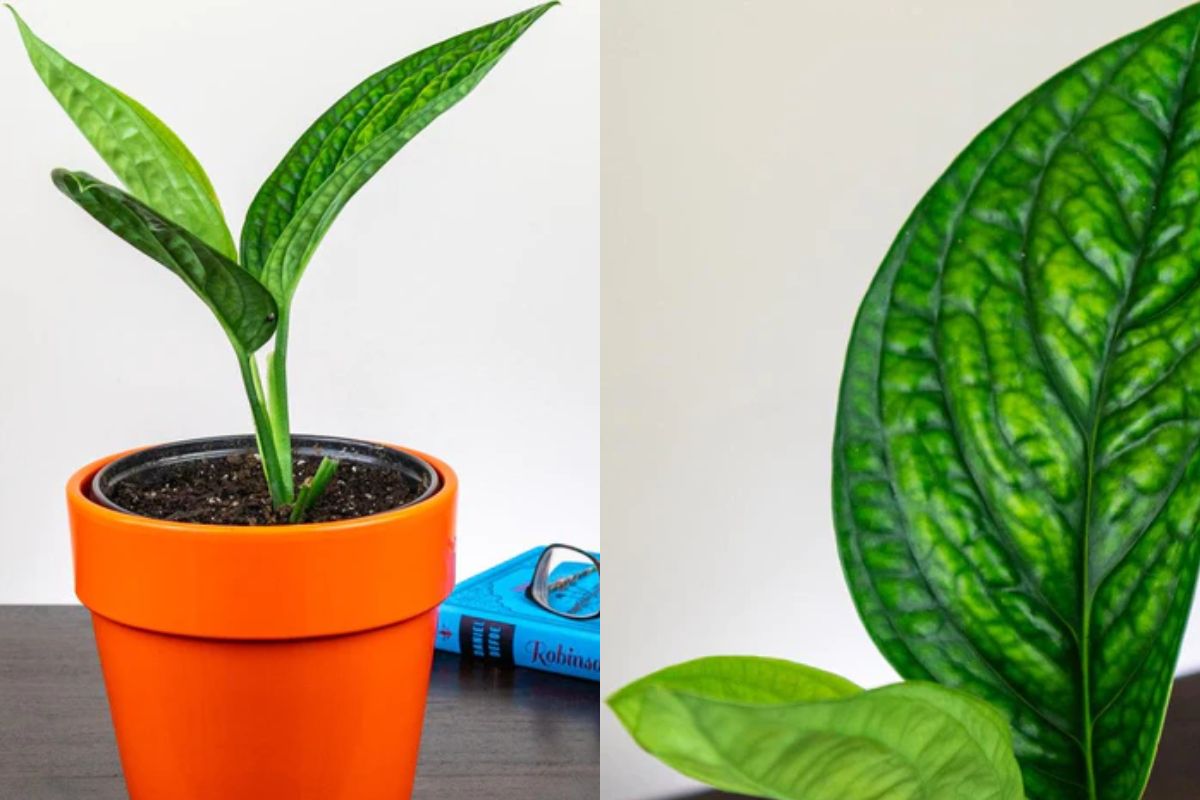 Monstera karstenianum