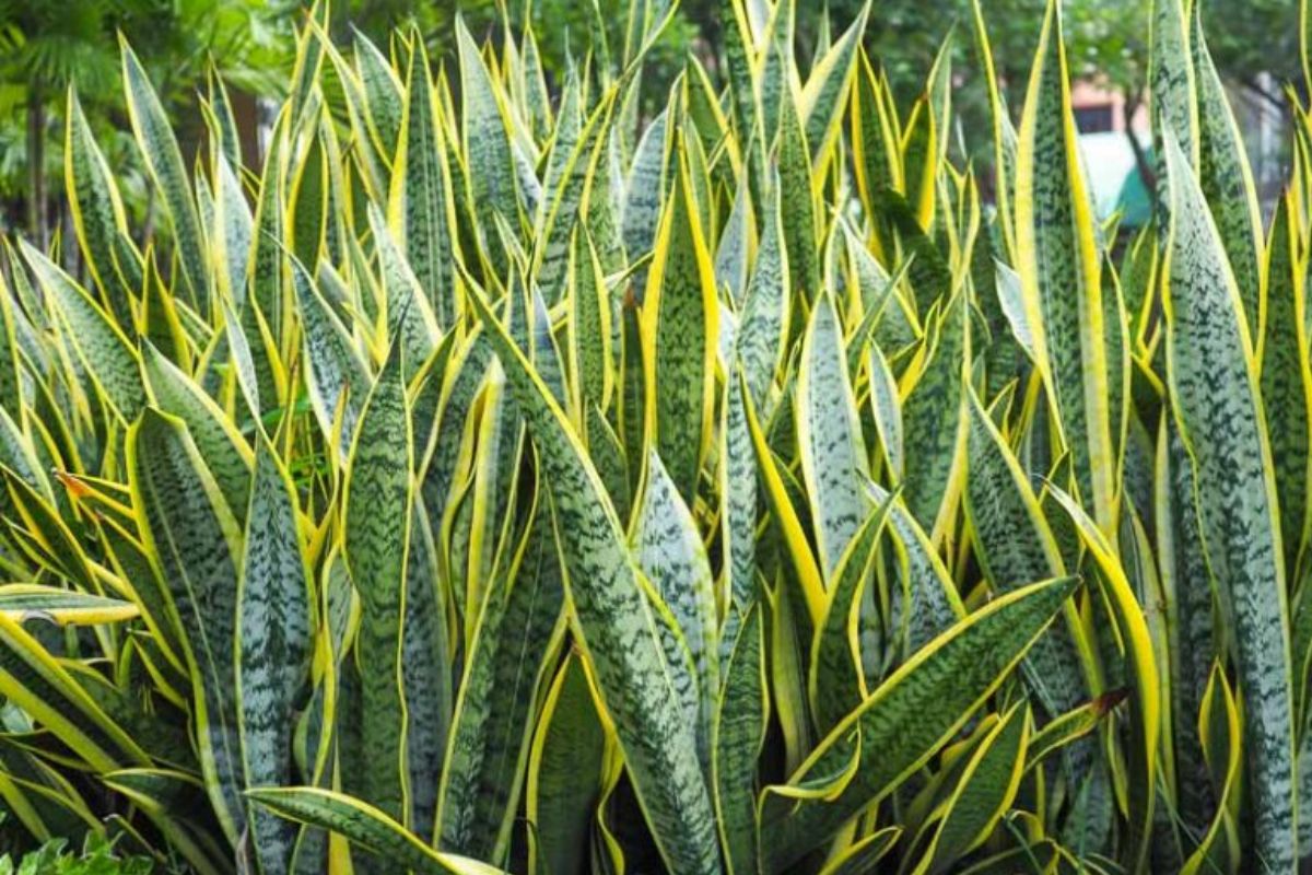 Sansevieria trifasciata