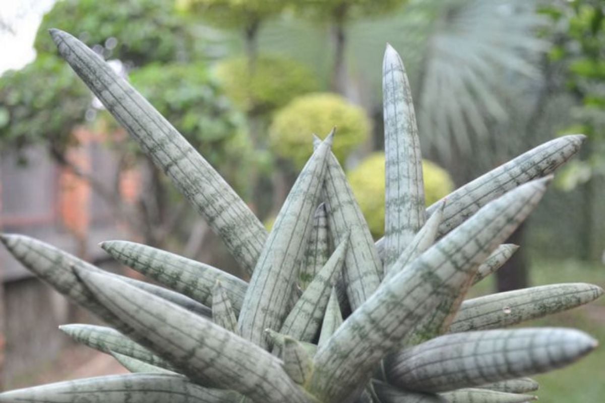 Sansevieria cylindrica