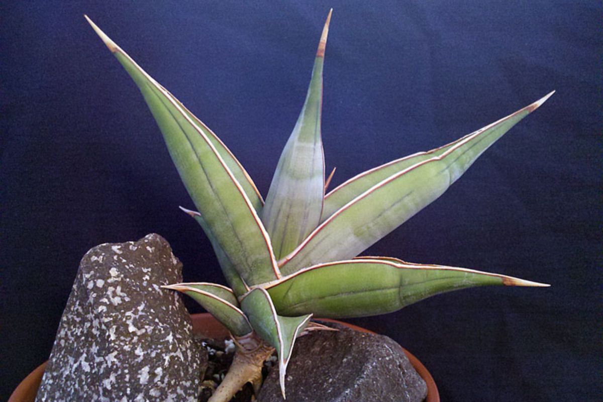 Sansevieria pinguicula